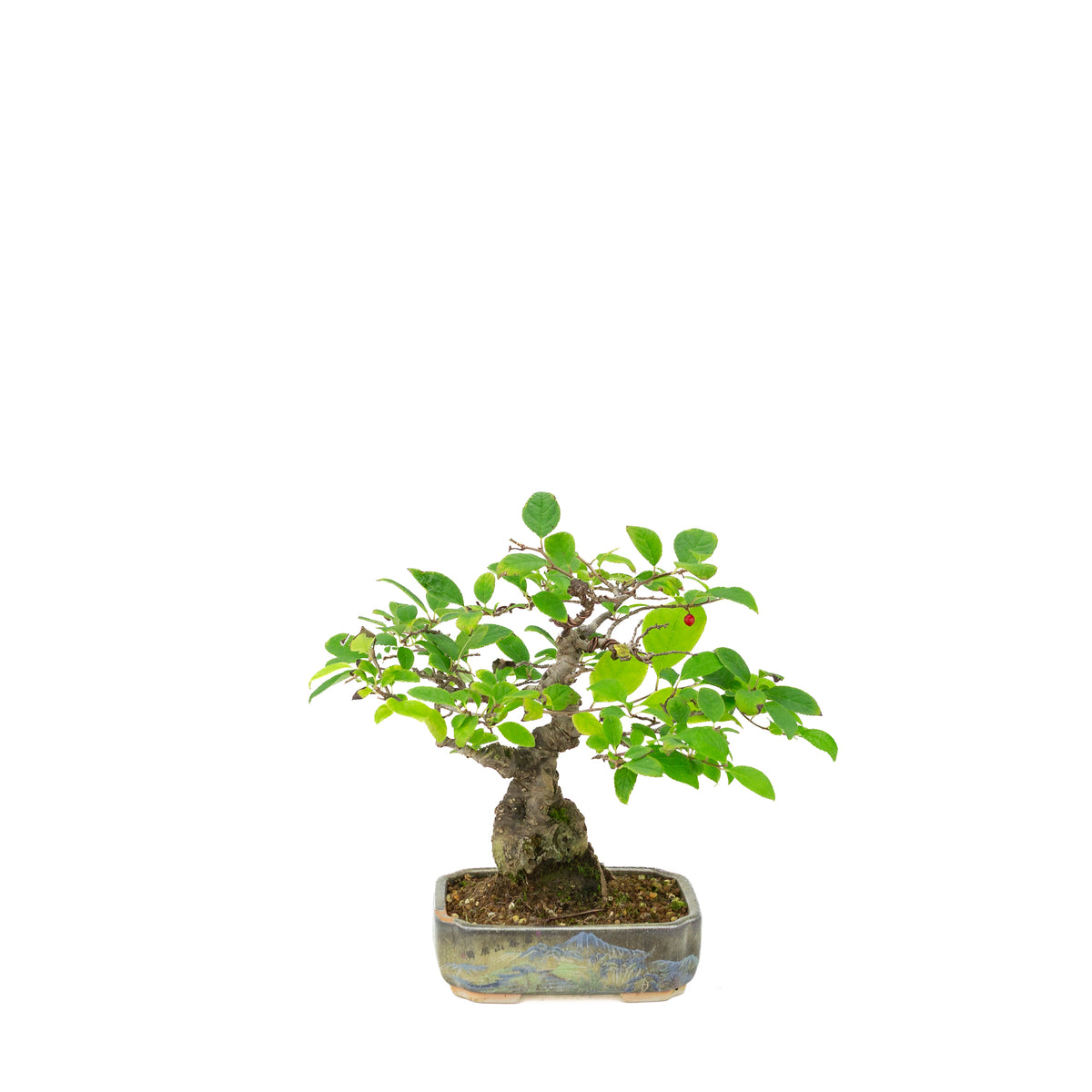 Ilex serrata im bemalten Topf, Höhe ~25cm