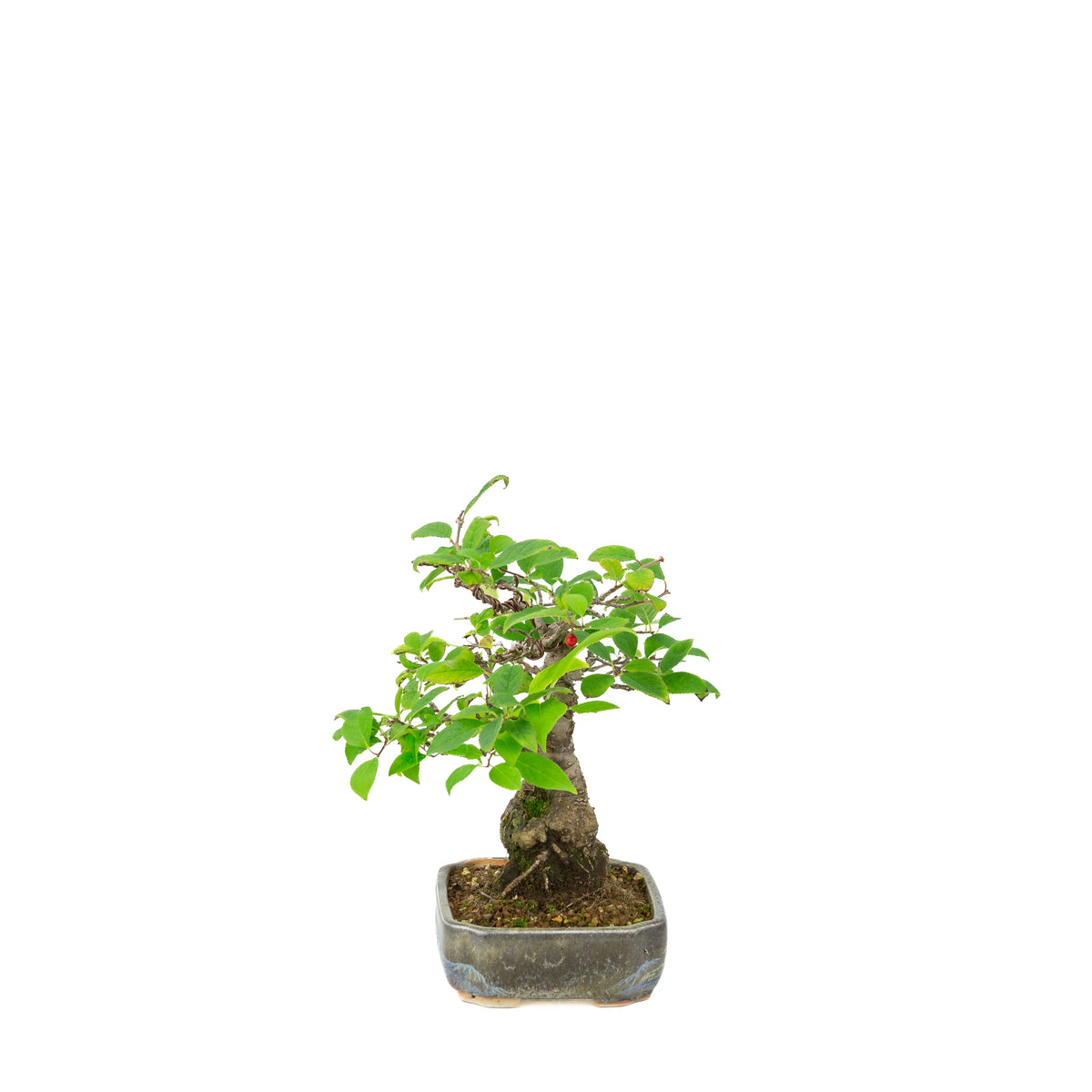 Ilex serrata im bemalten Topf, Höhe ~25cm