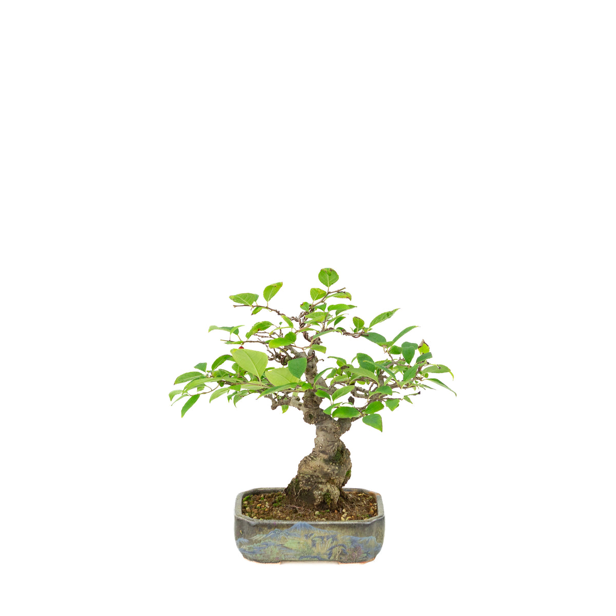 Ilex serrata im bemalten Topf, Höhe ~25cm