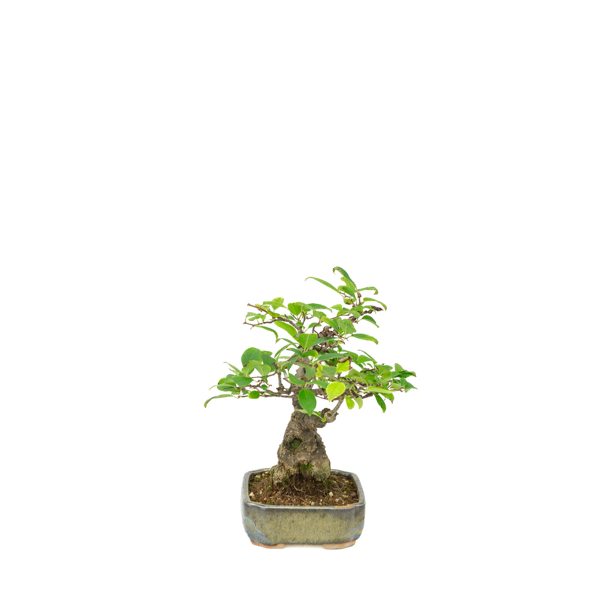 Ilex serrata im bemalten Topf, Höhe ~25cm