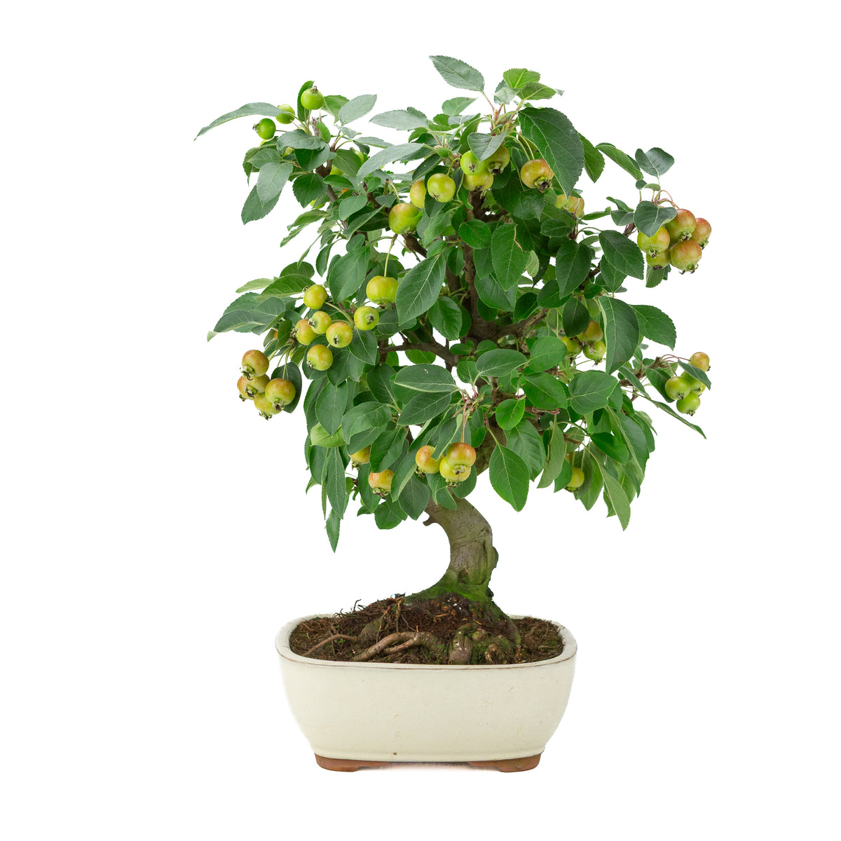 Malus halliana (Apfel) im cremefarbenen Rechtecktopf, Höhe ~46 cm