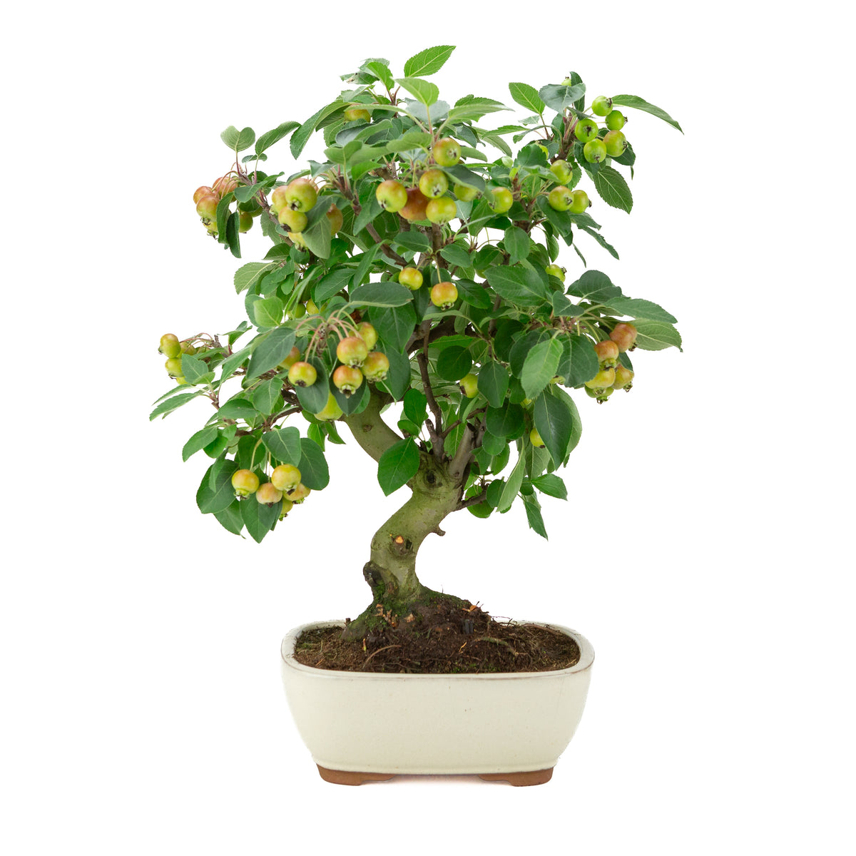 Malus halliana (Apfel) im cremefarbenen Rechtecktopf, Höhe ~46 cm