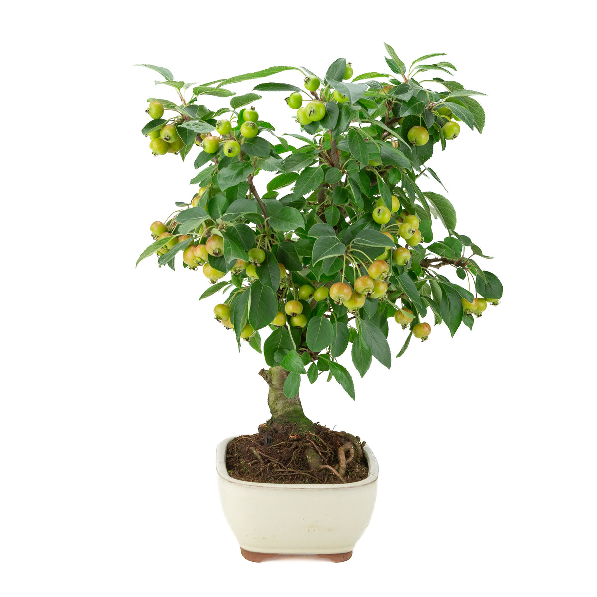 Malus halliana (Apfel) im cremefarbenen Rechtecktopf, Höhe ~46 cm