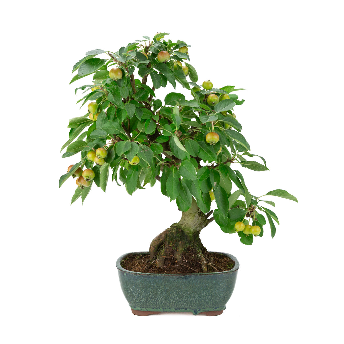 Malus halliana (Apfel) im grünen, rechteckigen Topf, Höhe ca. 44 cm
