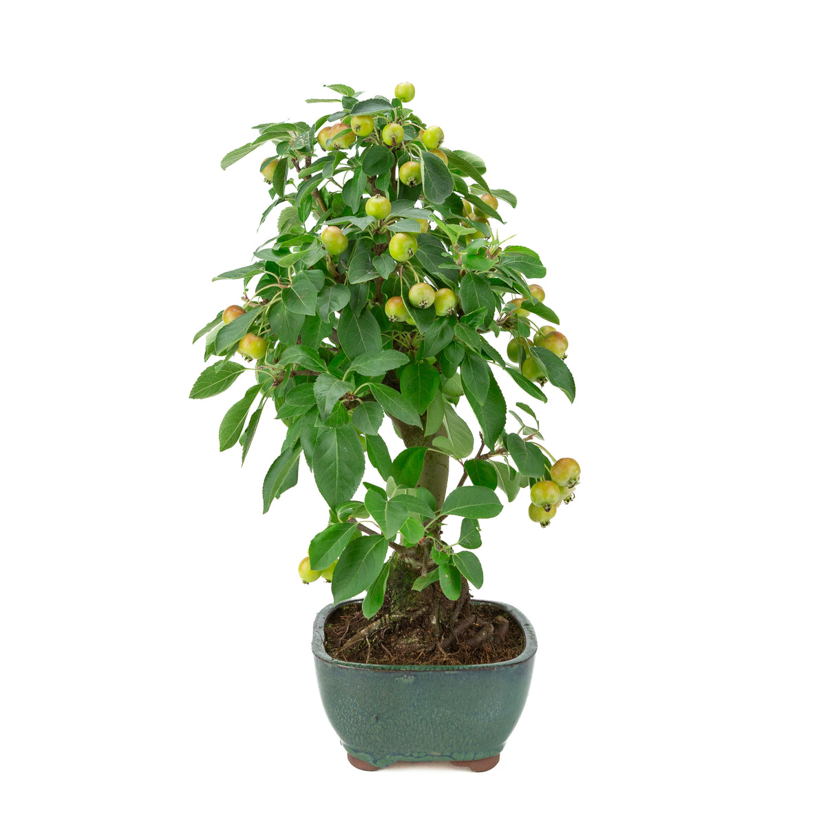 Malus halliana (Apfel) im grünen, rechteckigen Topf, Höhe ca. 44 cm