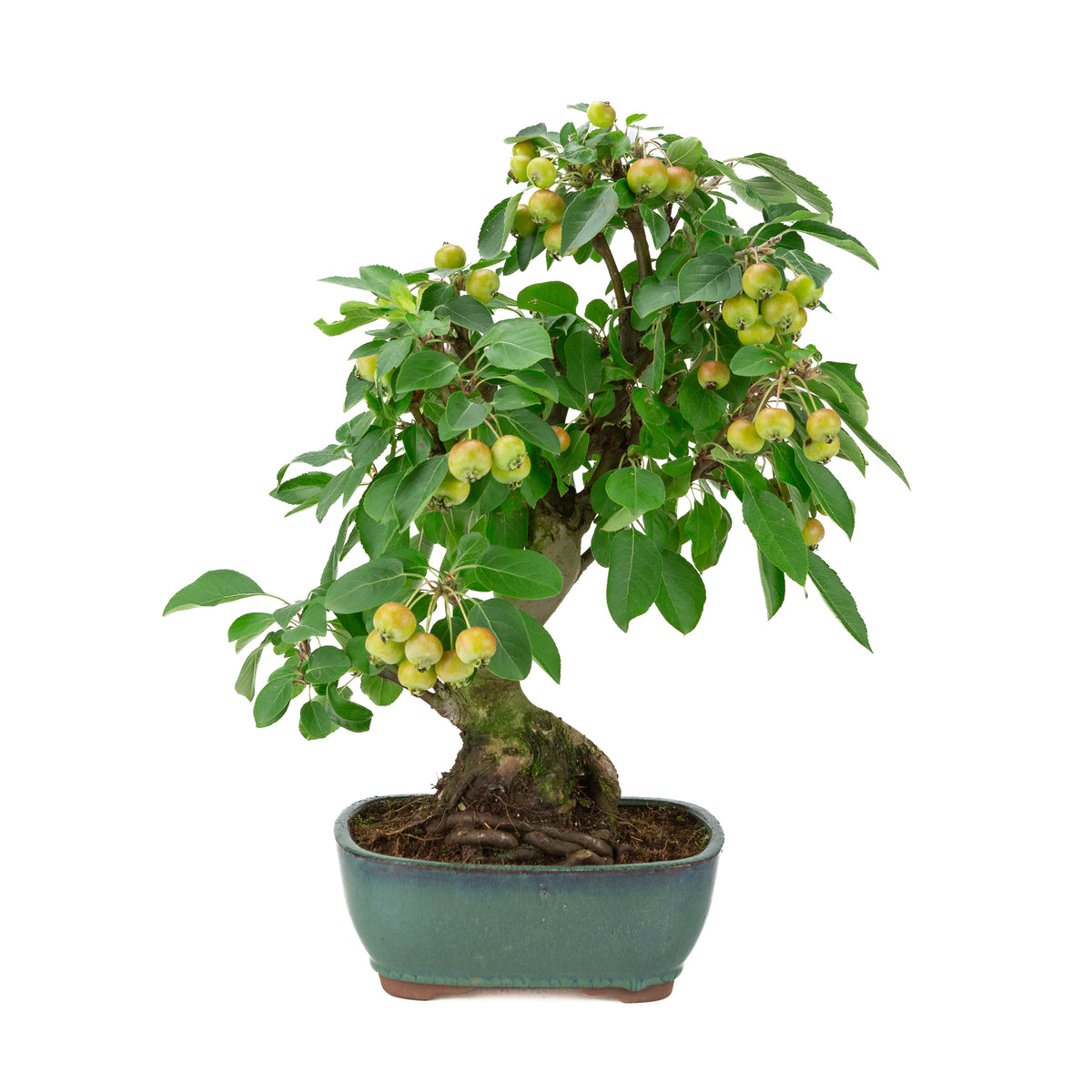Malus halliana (Apfel) im grünen, rechteckigen Topf, Höhe ca. 44 cm