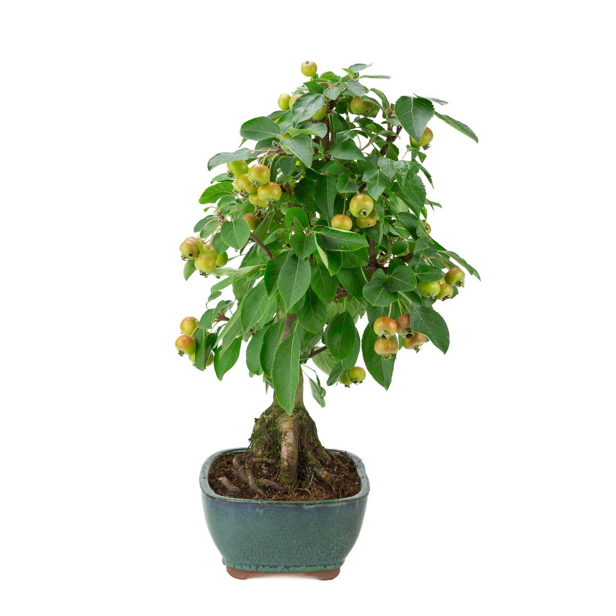 Malus halliana (Apfel) im grünen, rechteckigen Topf, Höhe ca. 44 cm