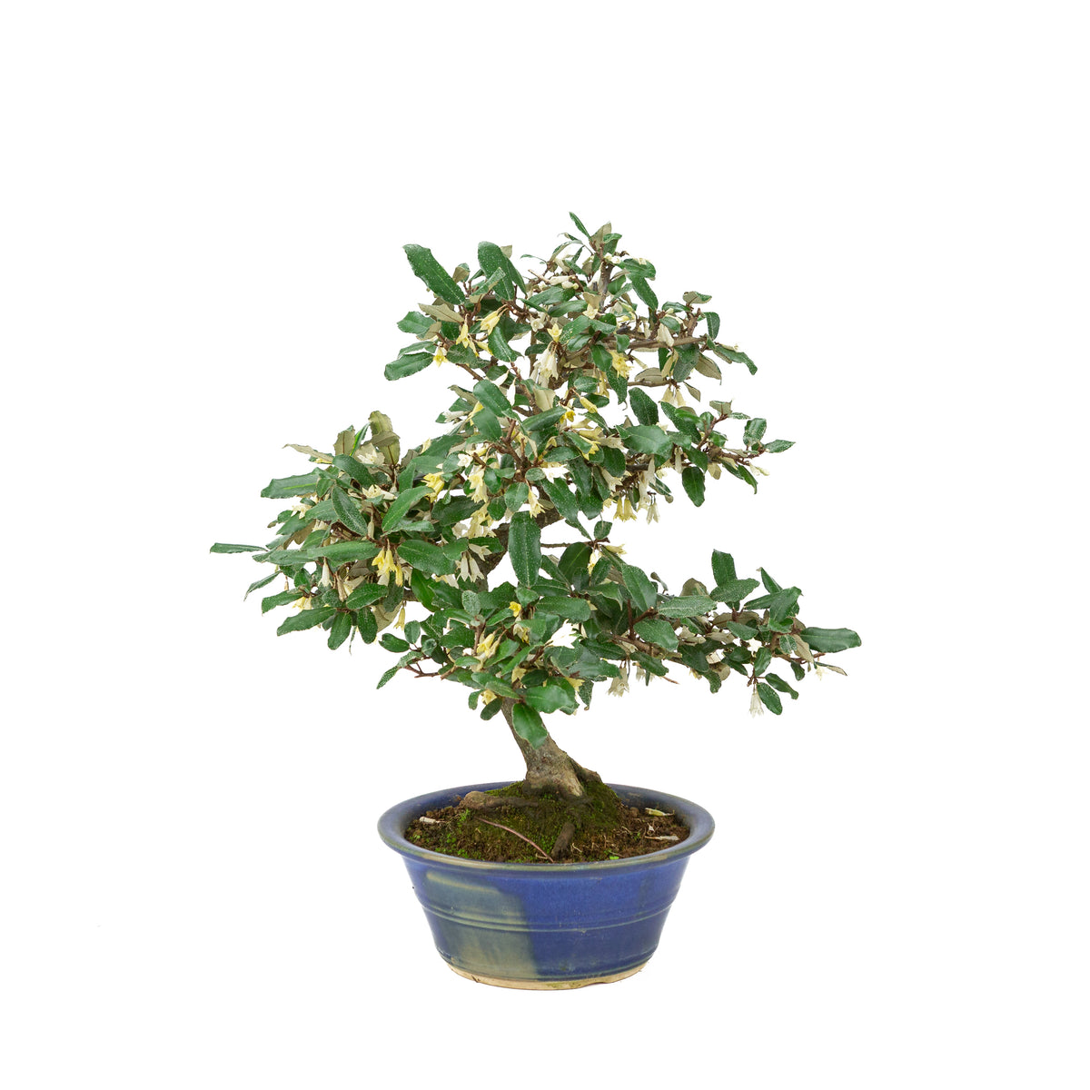 Elaeagnus pungens (Dornige Ölweide) im blauen runden Topf, Höhe ~38 cm