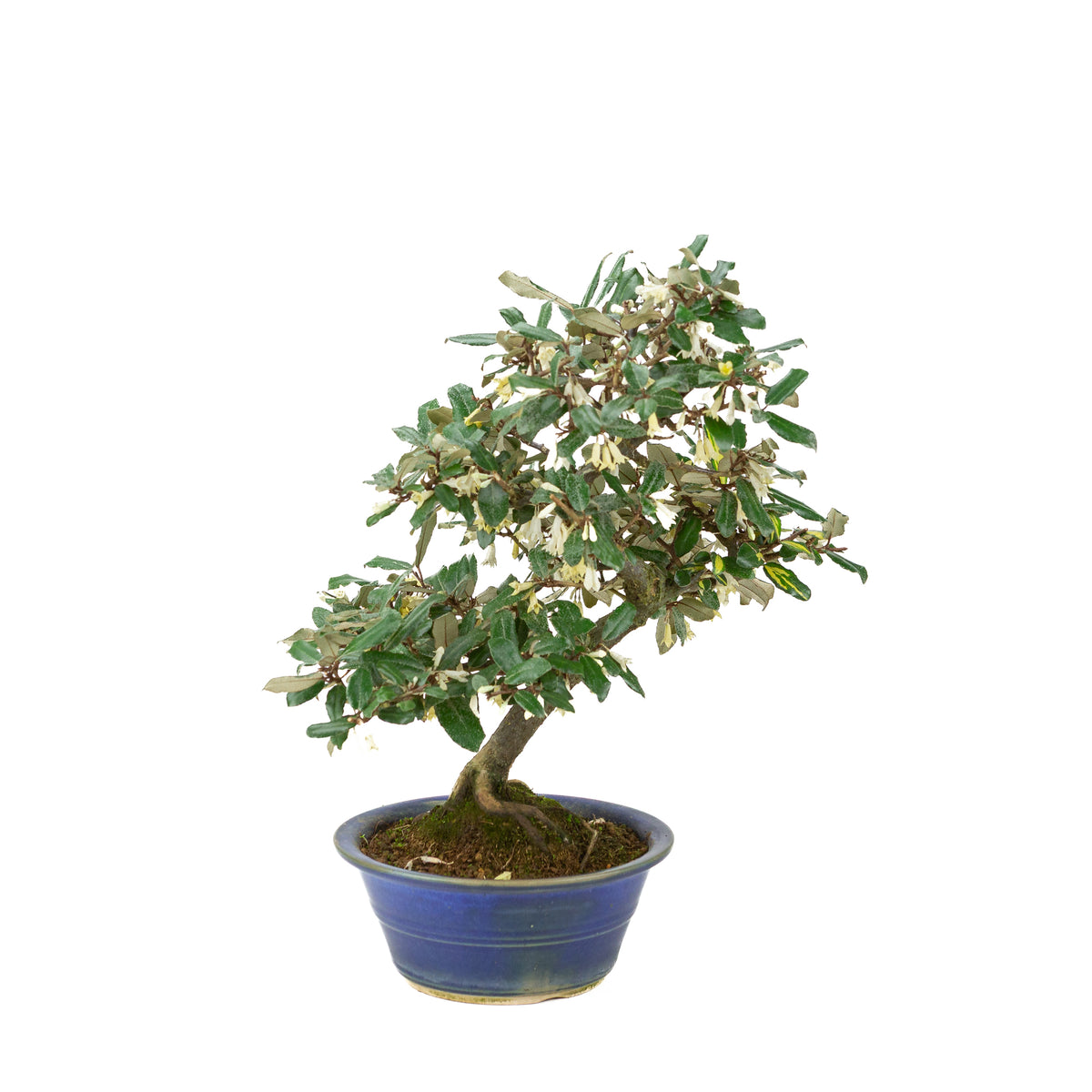 Elaeagnus pungens (Dornige Ölweide) im blauen runden Topf, Höhe ~38 cm