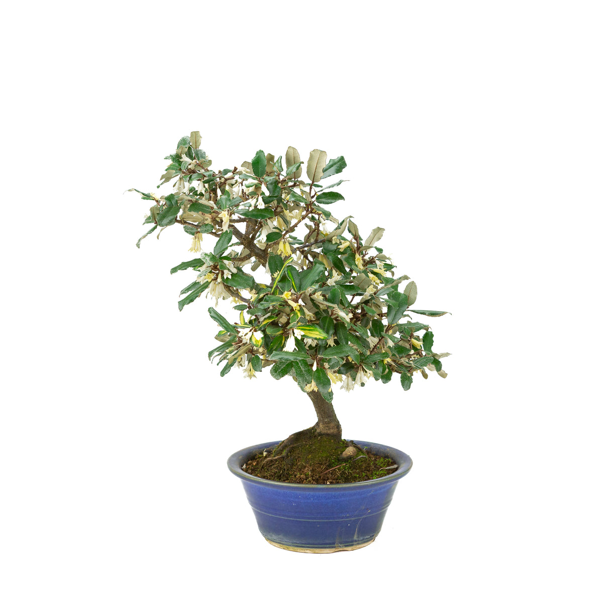 Elaeagnus pungens (Dornige Ölweide) im blauen runden Topf, Höhe ~38 cm