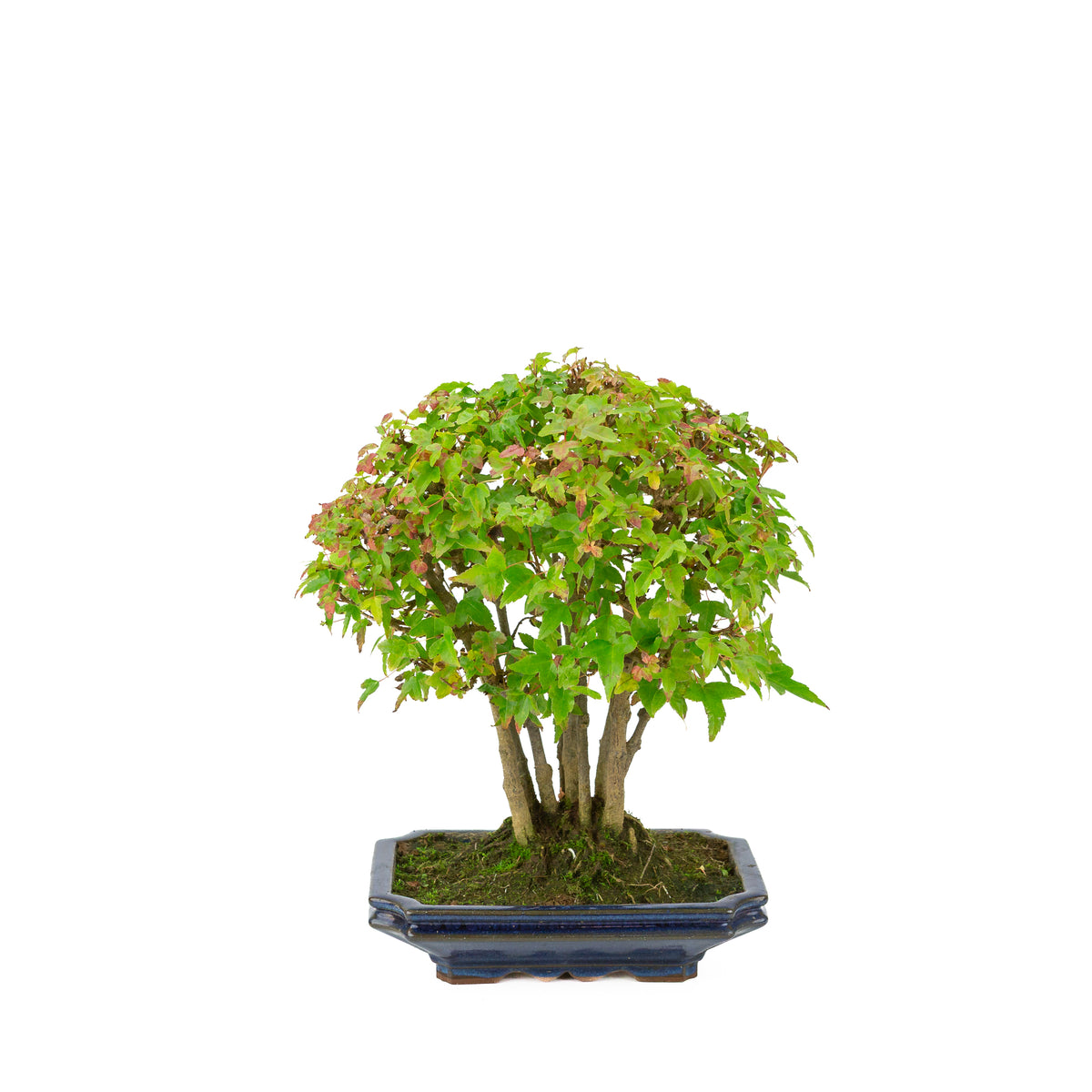 Acer buergerianum (Dreispitz-Ahorn), blaue rechteckige Schale, Höhe ~32 cm