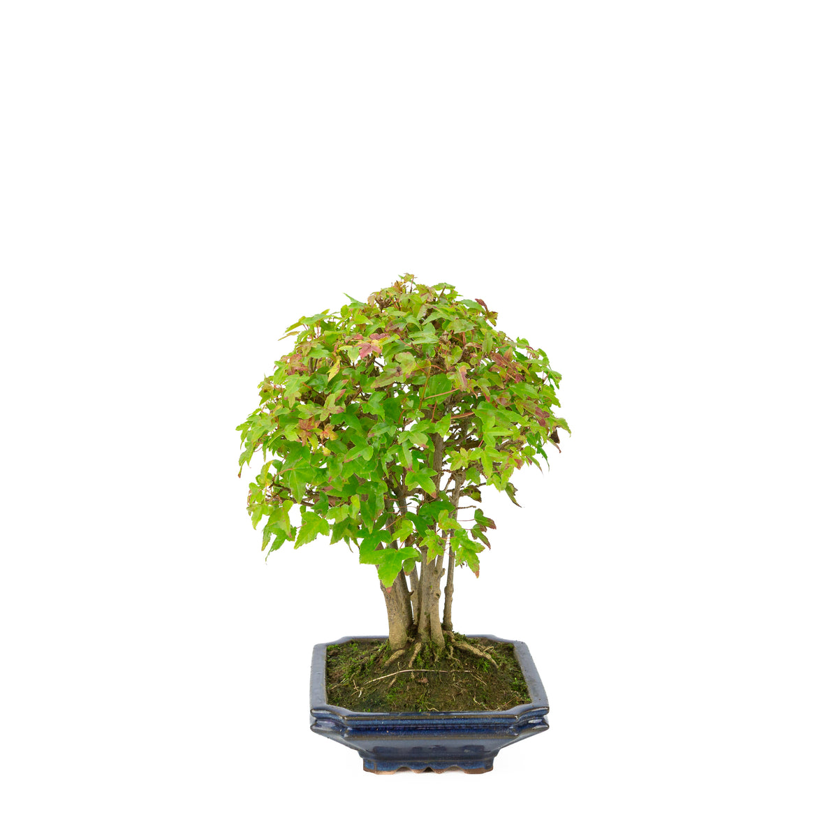 Acer buergerianum (Dreispitz-Ahorn), blaue rechteckige Schale, Höhe ~32 cm