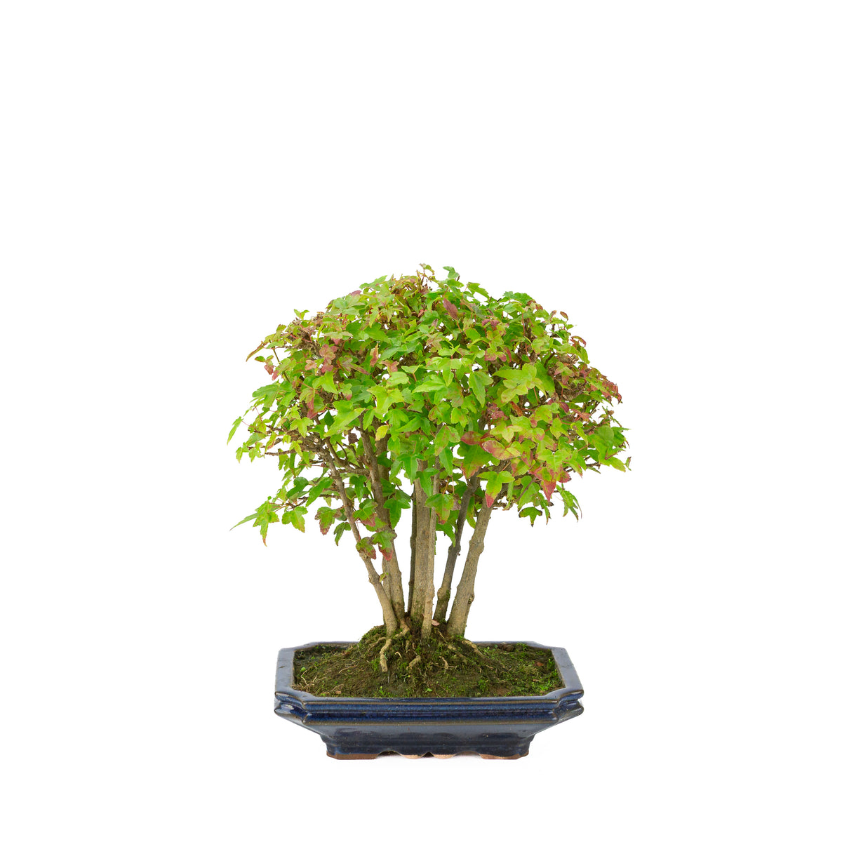 Acer buergerianum (Dreispitz-Ahorn), blaue rechteckige Schale, Höhe ~32 cm