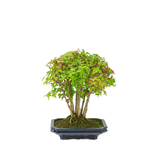 Acer buergerianum (Dreispitz-Ahorn), blaue rechteckige Schale, Höhe ~32 cm