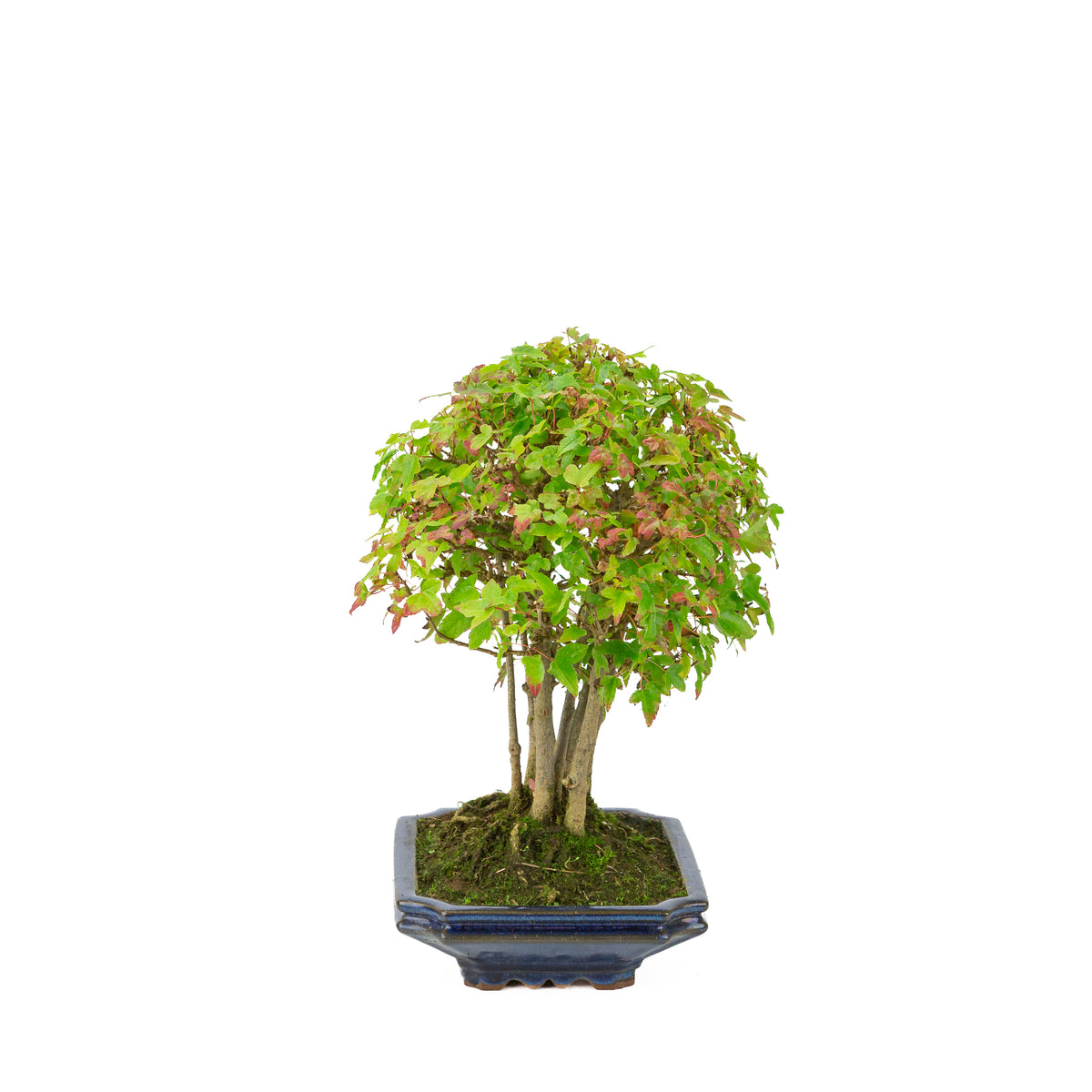 Acer buergerianum (Dreispitz-Ahorn), blaue rechteckige Schale, Höhe ~32 cm