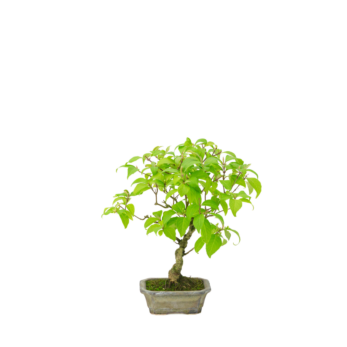 Callicarpa japonica (Japanische Schönfrucht) im beigen rechteckigen Topf, Höhe ~28 cm