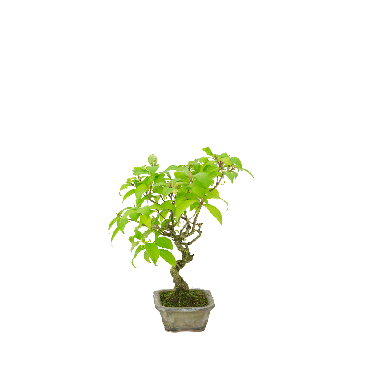 Callicarpa japonica (Japanische Schönfrucht) im beigen rechteckigen Topf, Höhe ~28 cm