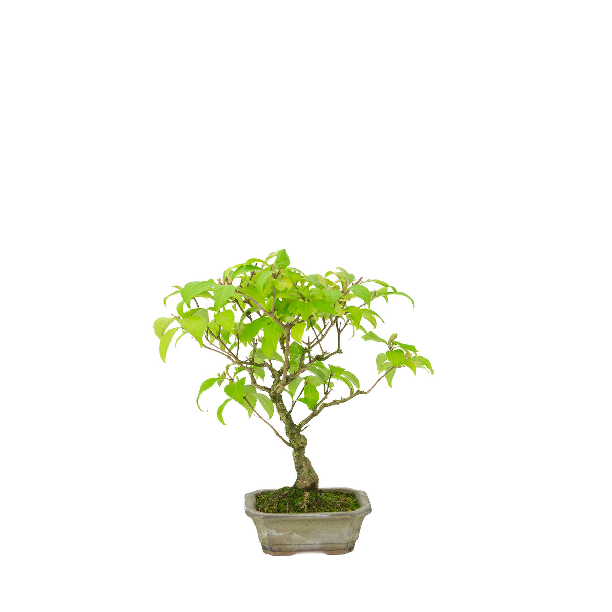 Callicarpa japonica (Japanische Schönfrucht) im beigen rechteckigen Topf, Höhe ~28 cm