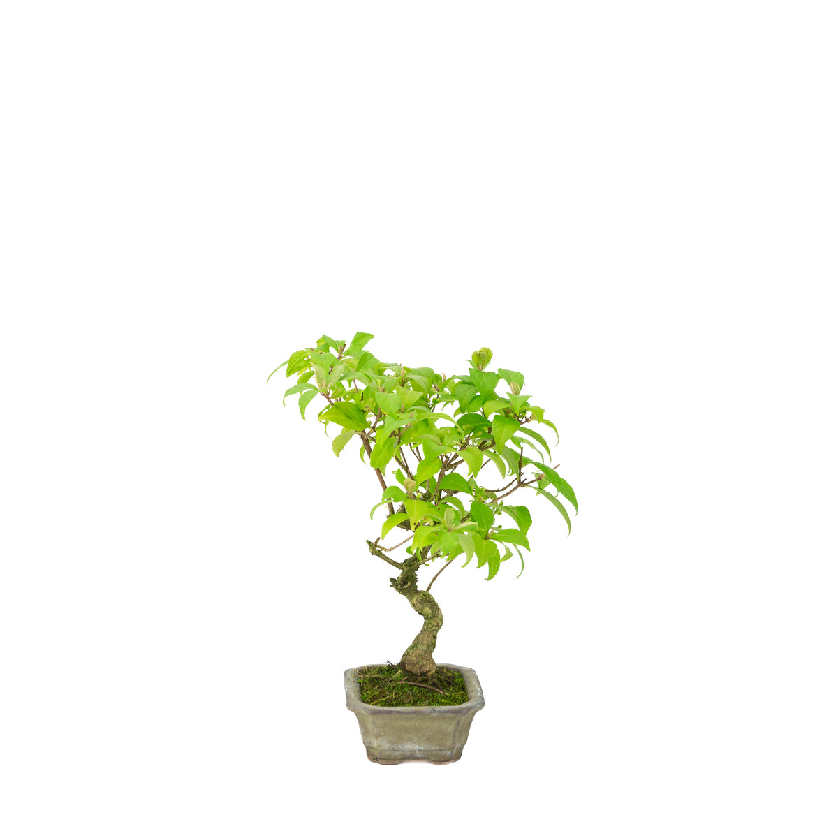 Callicarpa japonica (Japanische Schönfrucht) im beigen rechteckigen Topf, Höhe ~28 cm