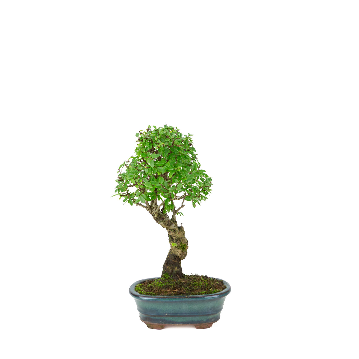 Zelkova nire (Japanische Ulme) im grünen ovalen Topf, Höhe ~31cm