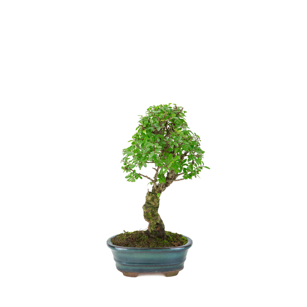 Zelkova nire (Japanische Ulme) im grünen ovalen Topf, Höhe ~31cm