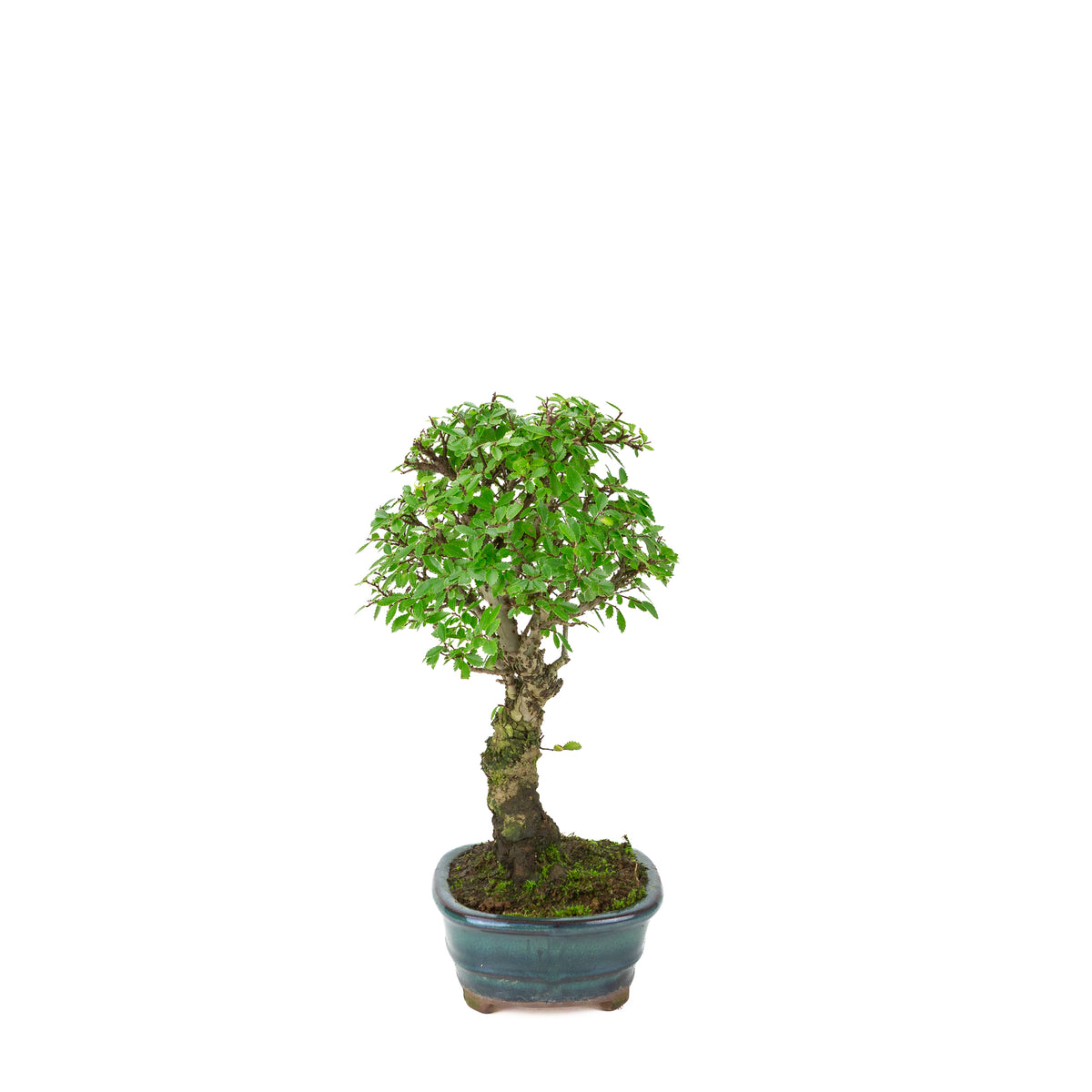 Zelkova nire (Japanische Ulme) im grünen ovalen Topf, Höhe ~31cm