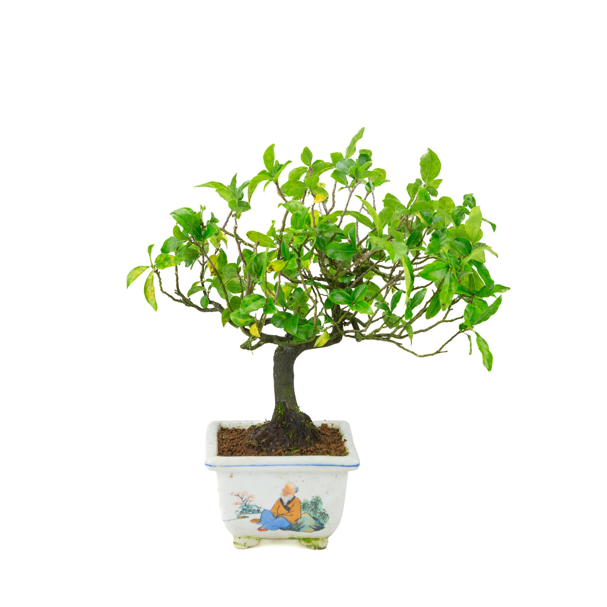 Diospyros kaki (Kakibaum) bemalter quadratischer Topf, Höhe ~37 cm