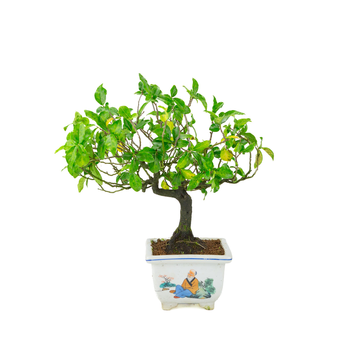 Diospyros kaki (Kakibaum) bemalter quadratischer Topf, Höhe ~37 cm