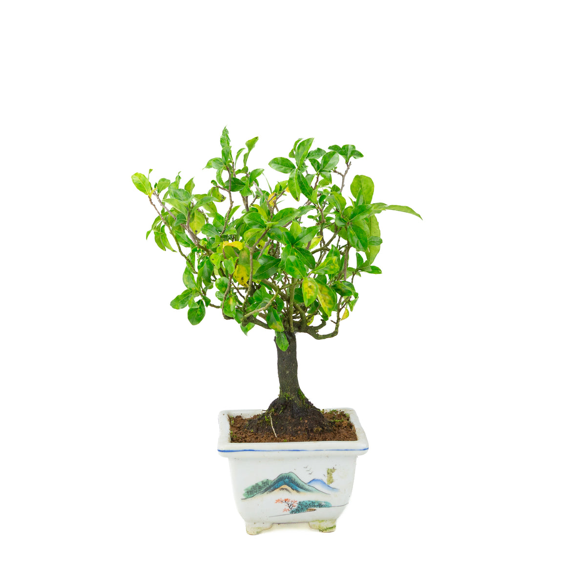 Diospyros kaki (Kakibaum) bemalter quadratischer Topf, Höhe ~37 cm
