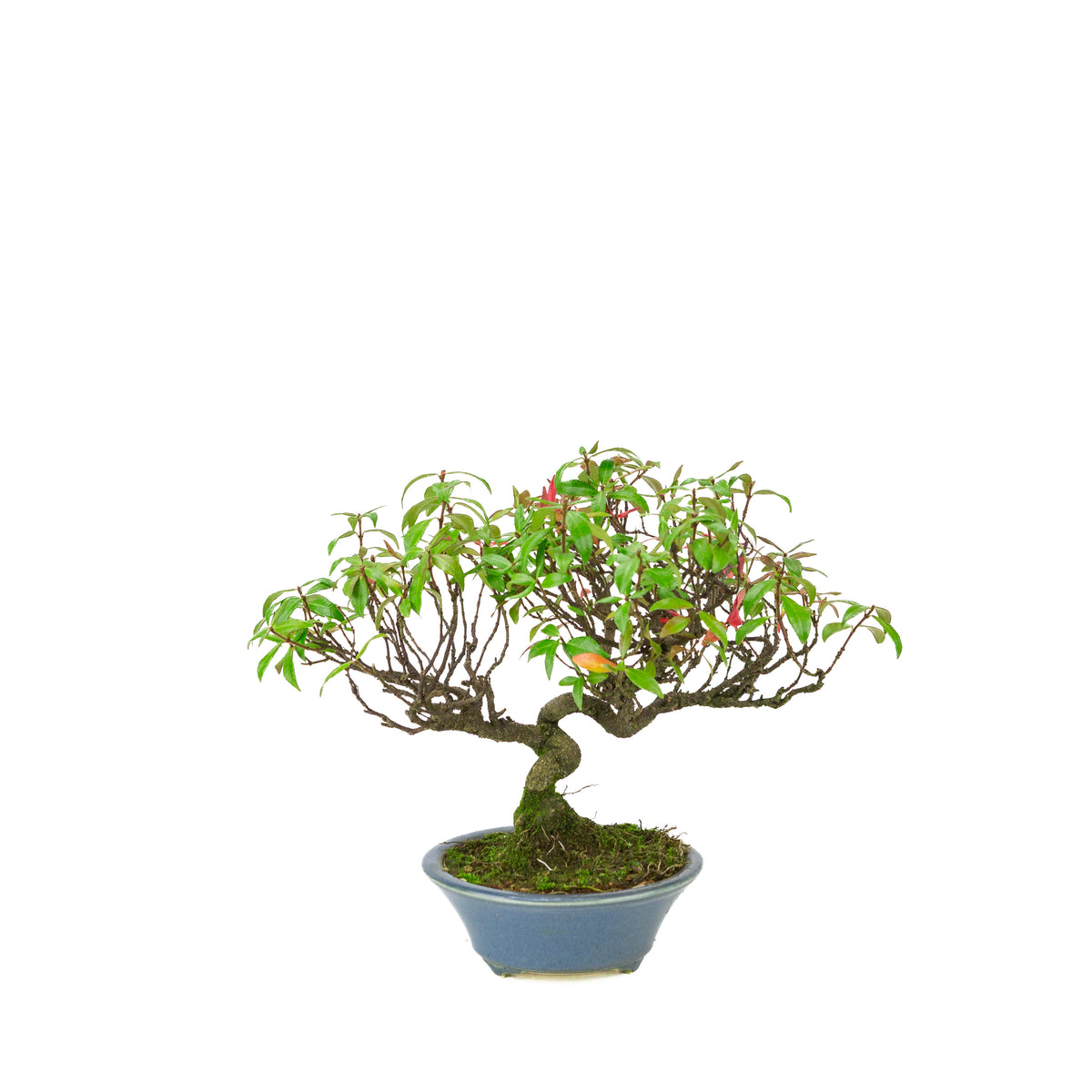 Trachelospermum jasminoides (Sternjasmin) im hellblauen runden Topf, Höhe ~27 cm