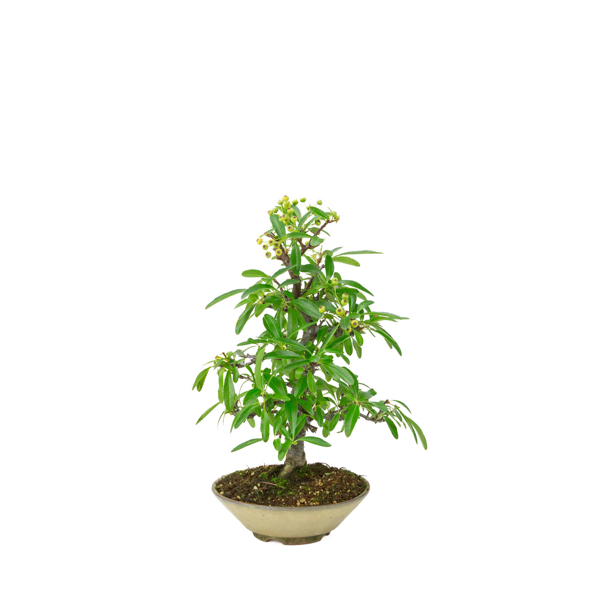 Pyracantha angustifolia (Feuerdorn) beiger runder Topf, Höhe ~32cm