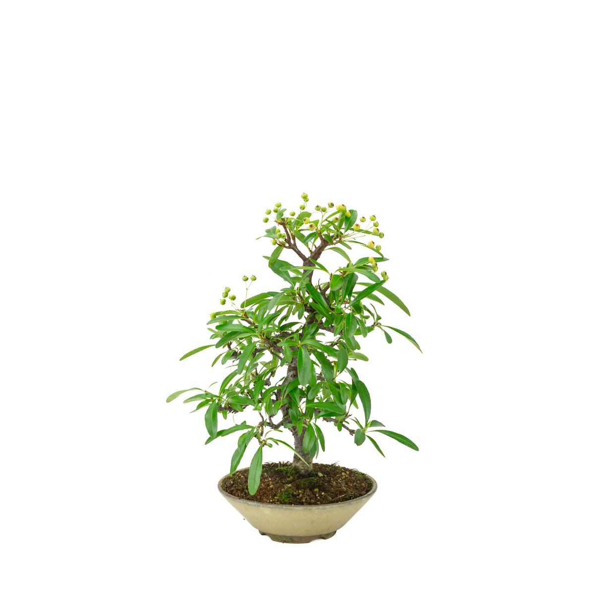Pyracantha angustifolia (Feuerdorn) beiger runder Topf, Höhe ~32cm