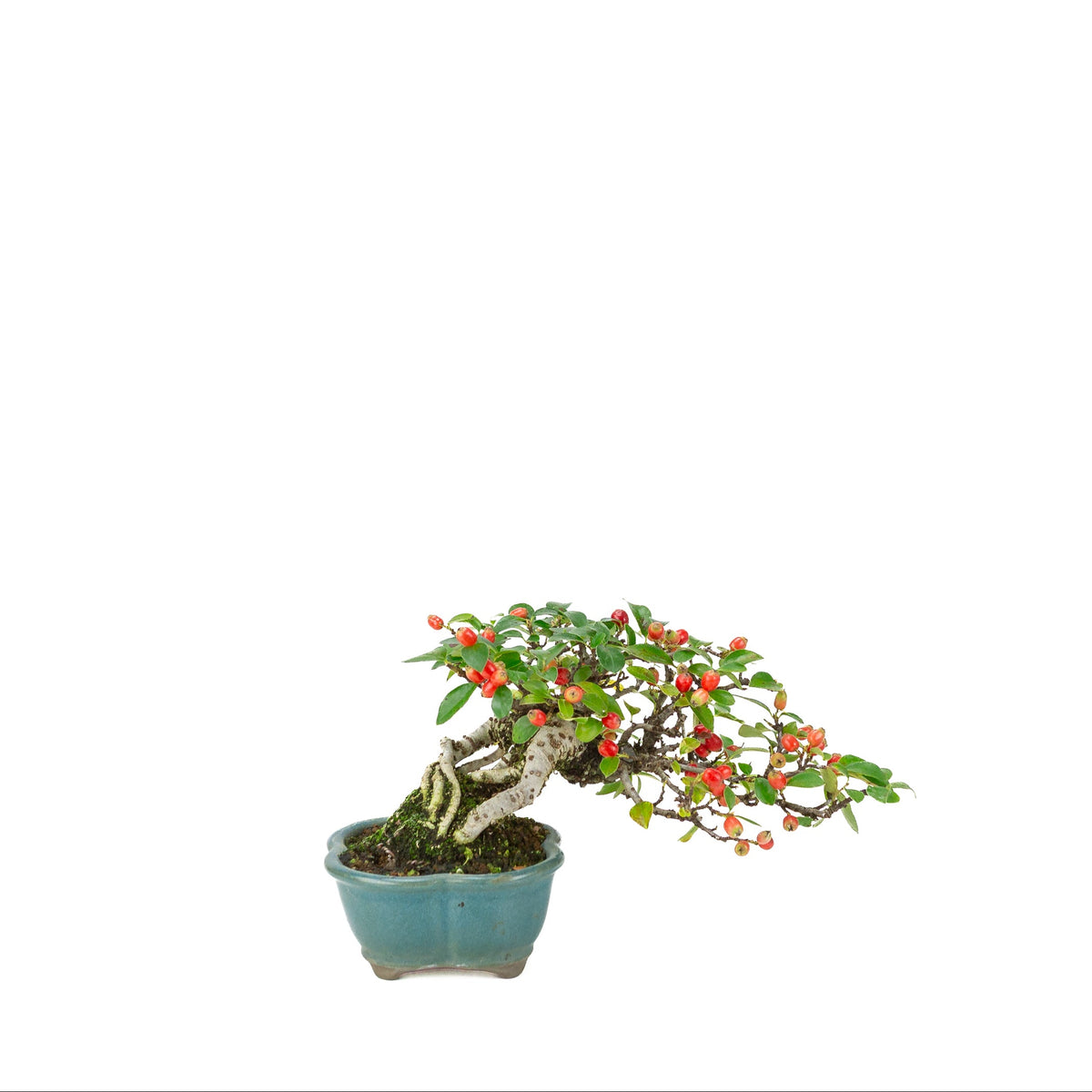 Cotoneaster horizontalis (Fächer-Zwergmispel) blauer Lotus-Topf, Höhe ~15cm
