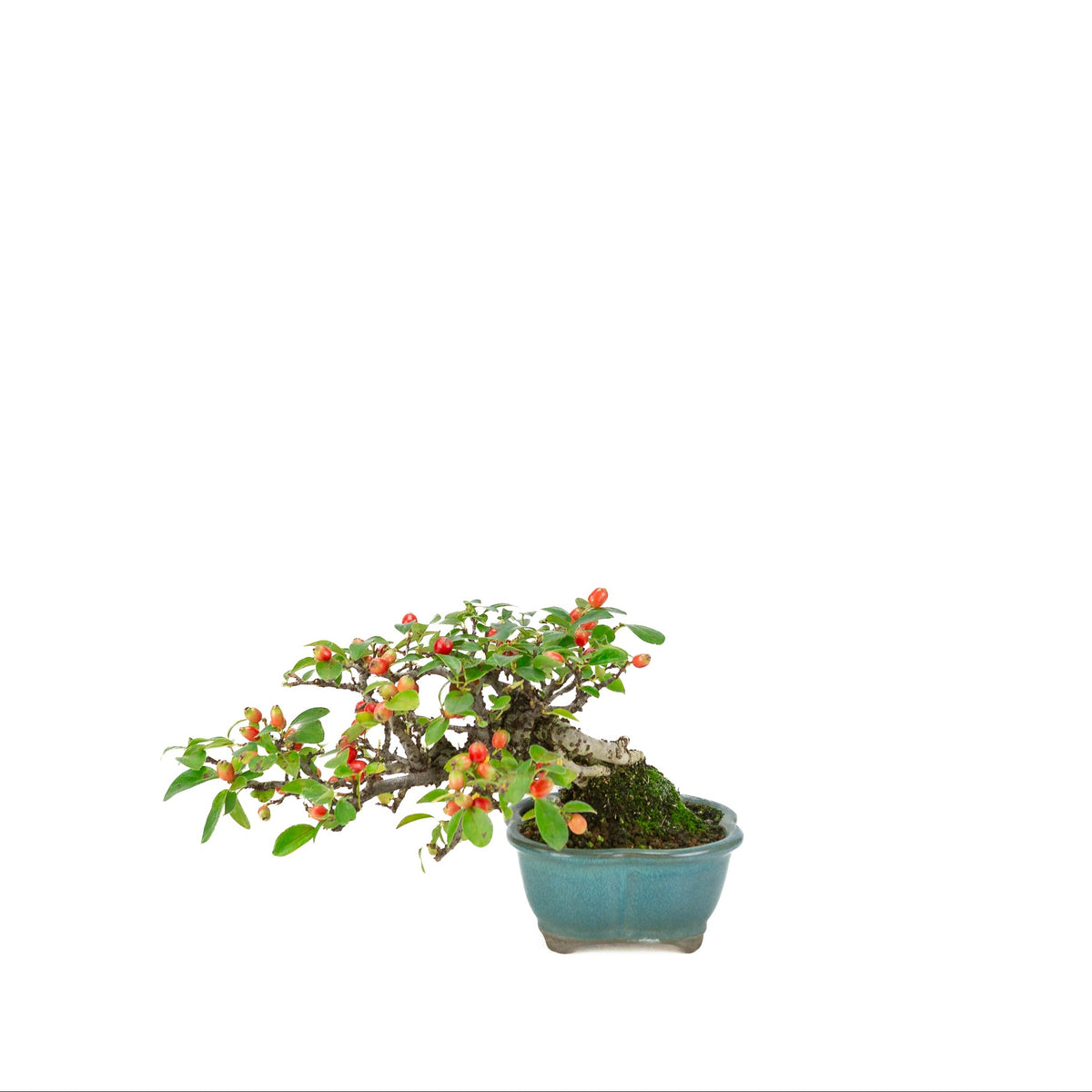 Cotoneaster horizontalis (Fächer-Zwergmispel) blauer Lotus-Topf, Höhe ~15cm