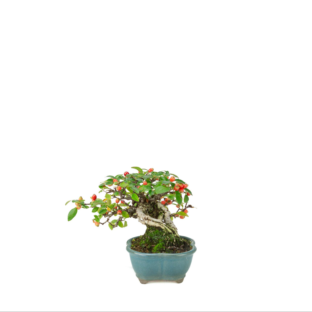 Cotoneaster horizontalis (Fächer-Zwergmispel) blauer Lotus-Topf, Höhe ~15cm