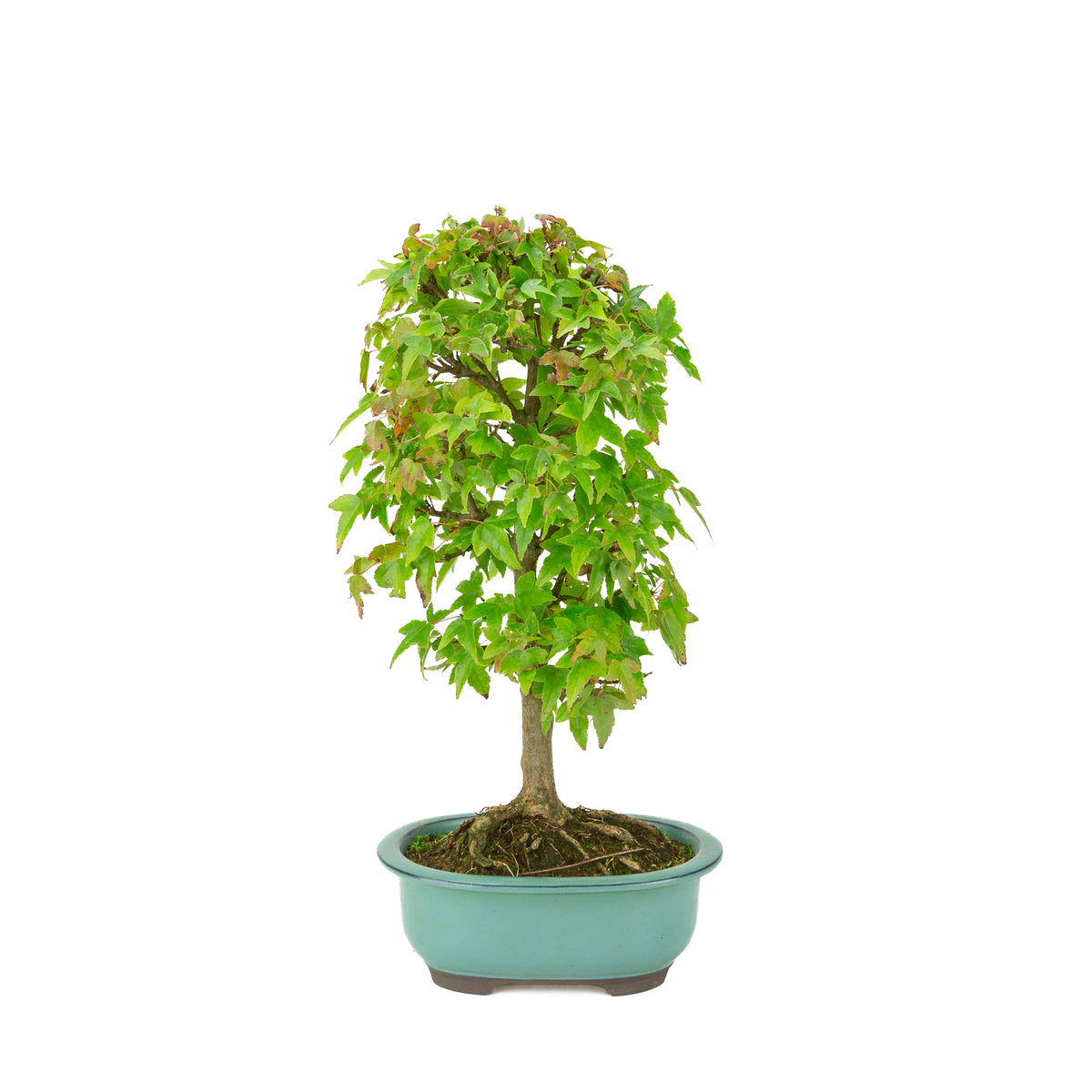 Acer buergerianum (Dreispitz-Ahorn) grüne ovale Schale, Höhe ~39 cm