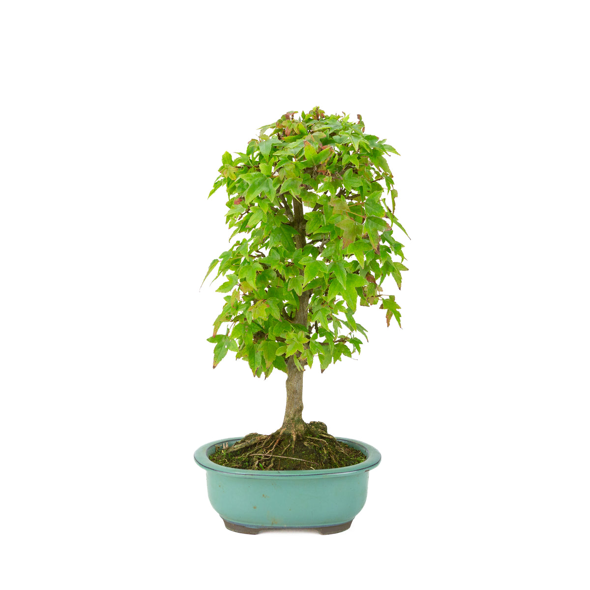 Acer buergerianum (Dreispitz-Ahorn) grüne ovale Schale, Höhe ~39 cm