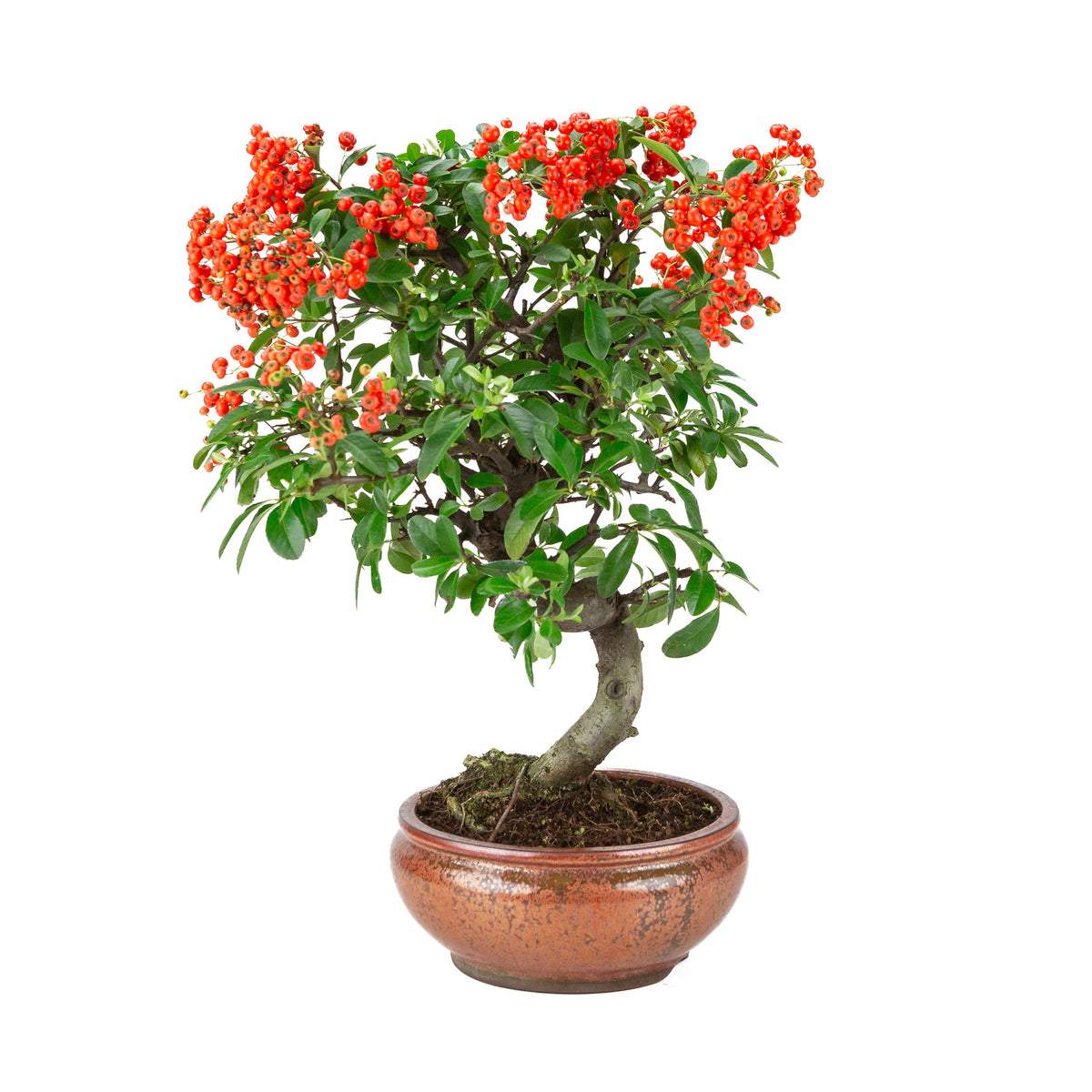 Pyracantha angustifolia (Feuerdorn) bronzefarbener runder Topf, Höhe ~46cm