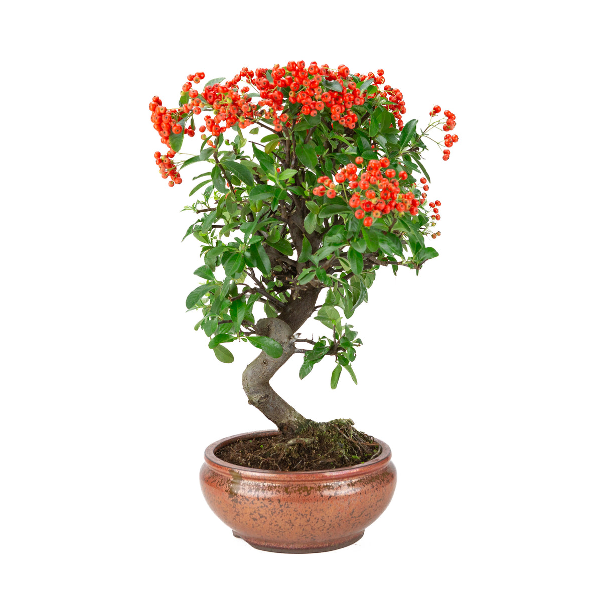 Pyracantha angustifolia (Feuerdorn) bronzefarbener runder Topf, Höhe ~46cm