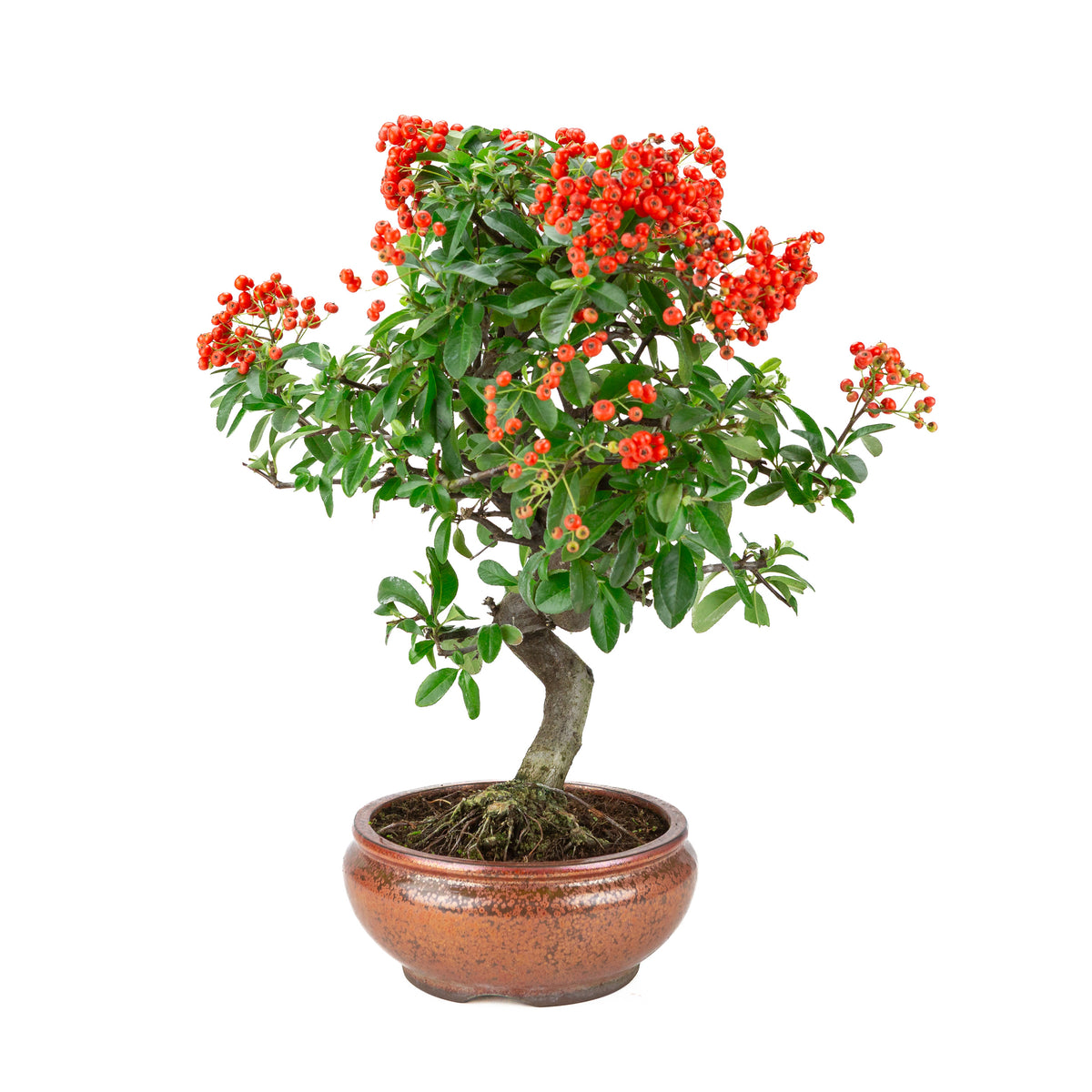 Pyracantha angustifolia (Feuerdorn) bronzefarbener runder Topf, Höhe ~46cm