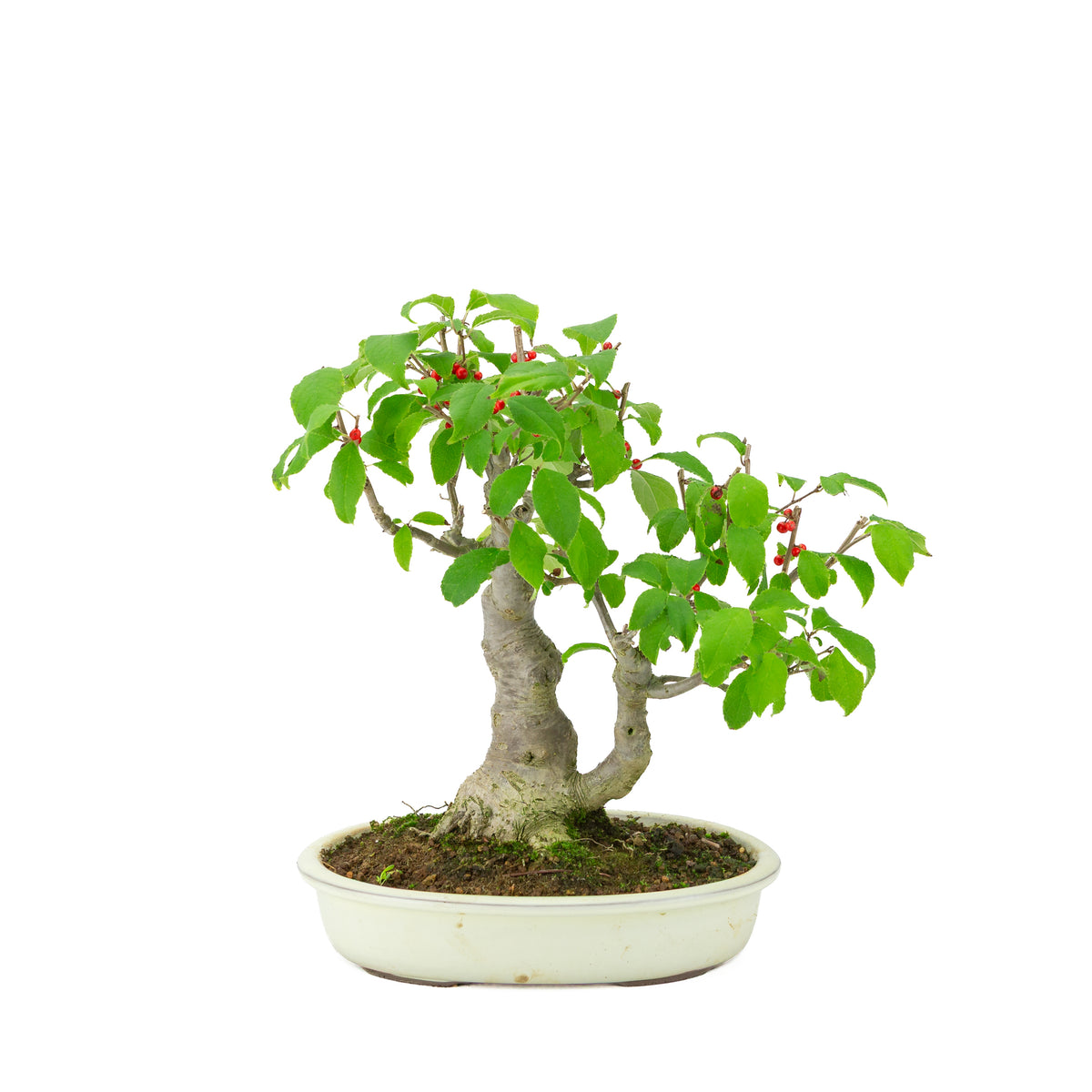 Ilex serrata im ovalen cremefarbenen Topf, Höhe ~34cm