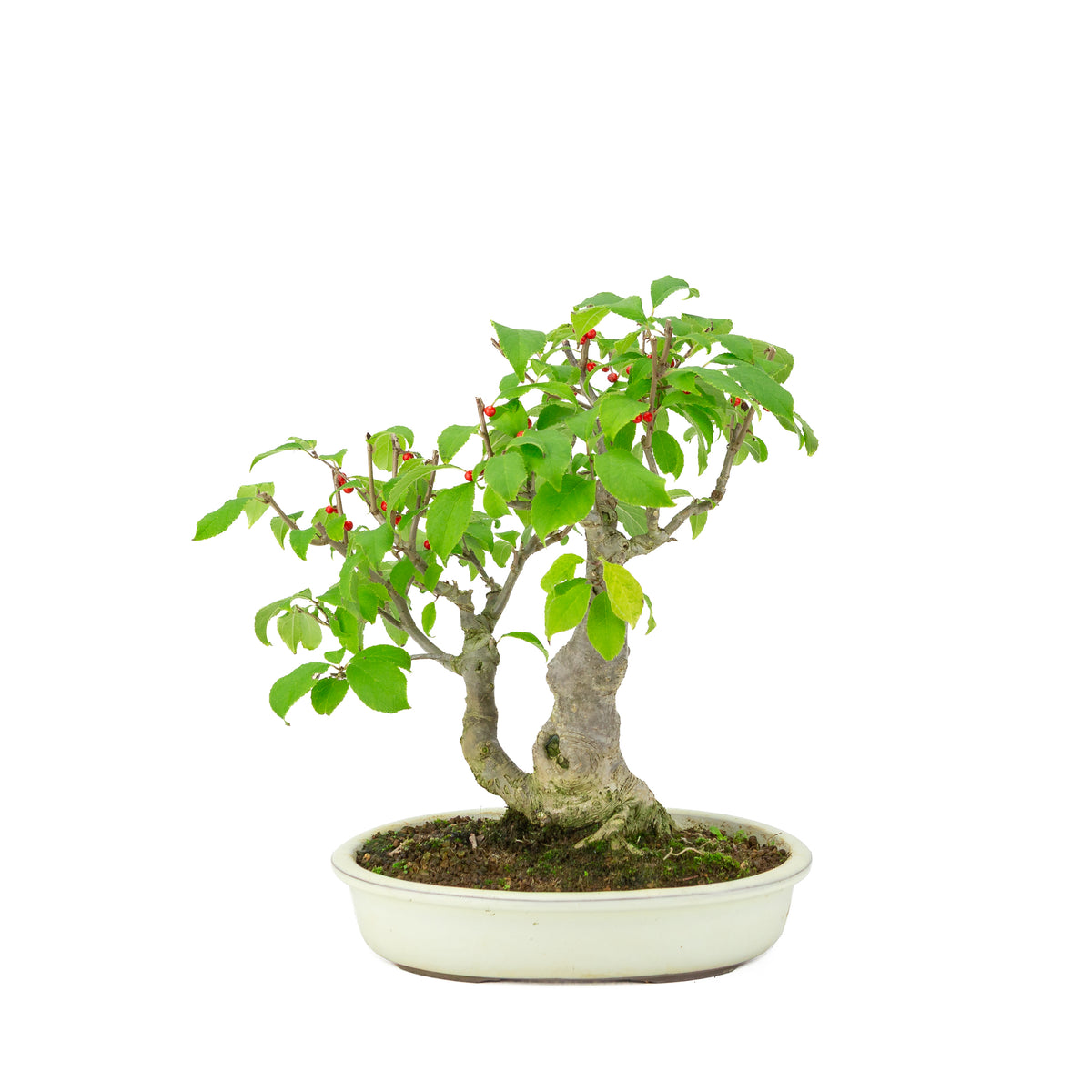 Ilex serrata im ovalen cremefarbenen Topf, Höhe ~34cm