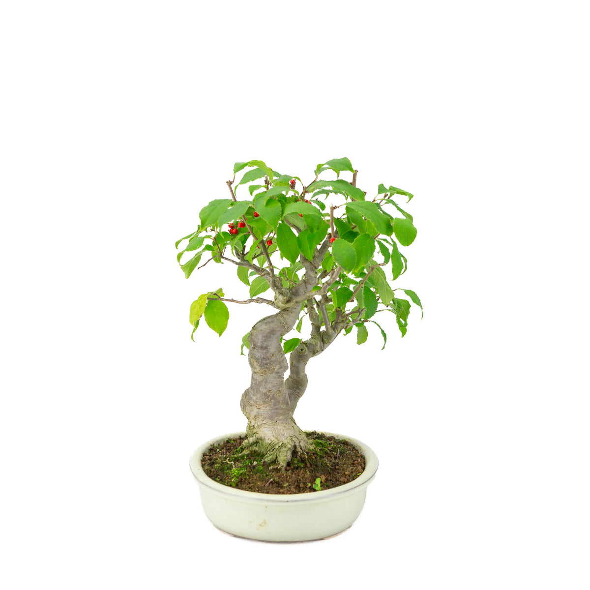 Ilex serrata im ovalen cremefarbenen Topf, Höhe ~34cm