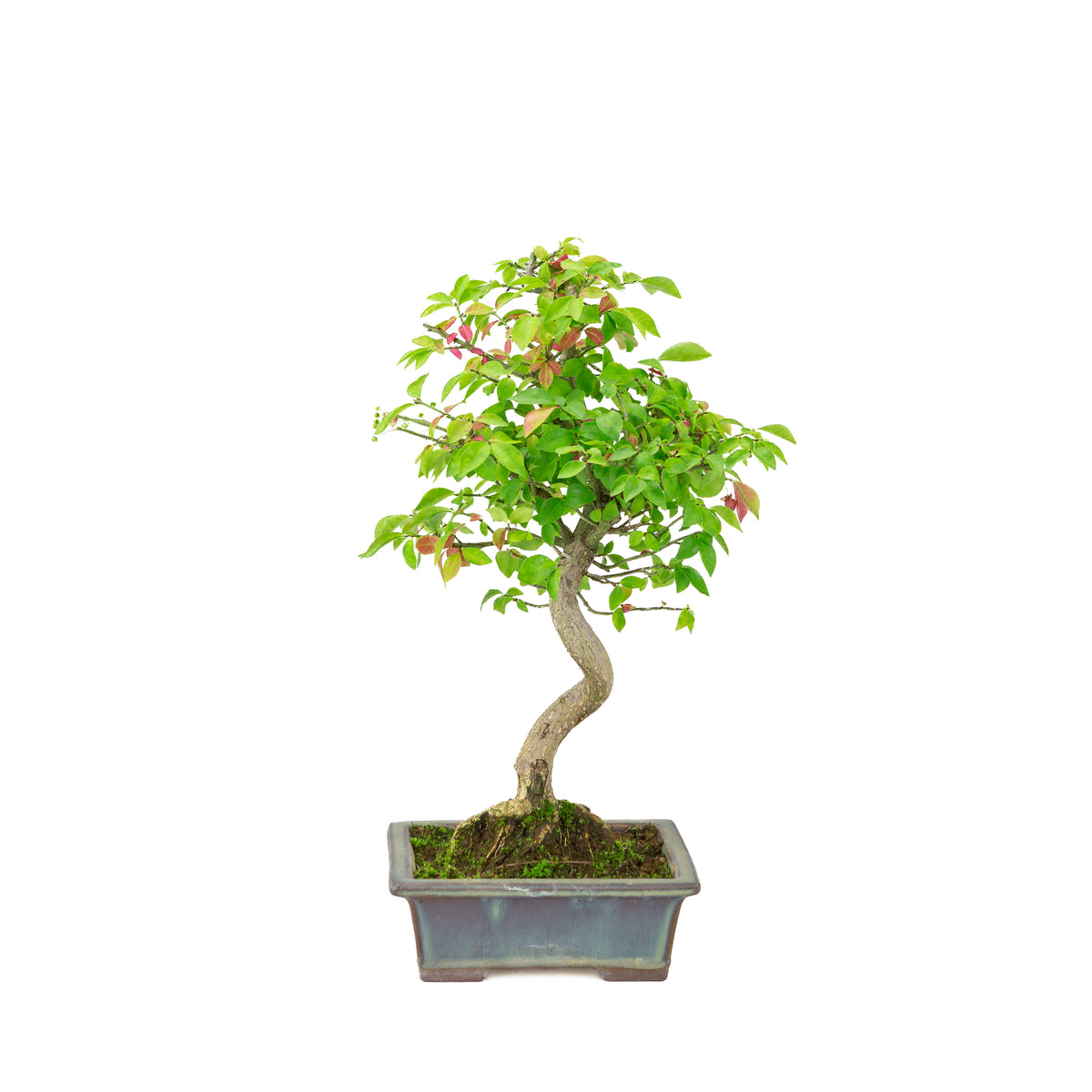 Euonymus alatus (Flügel-Spindelstrauch) blauer rechteckiger Topf, Höhe ca. 36cm