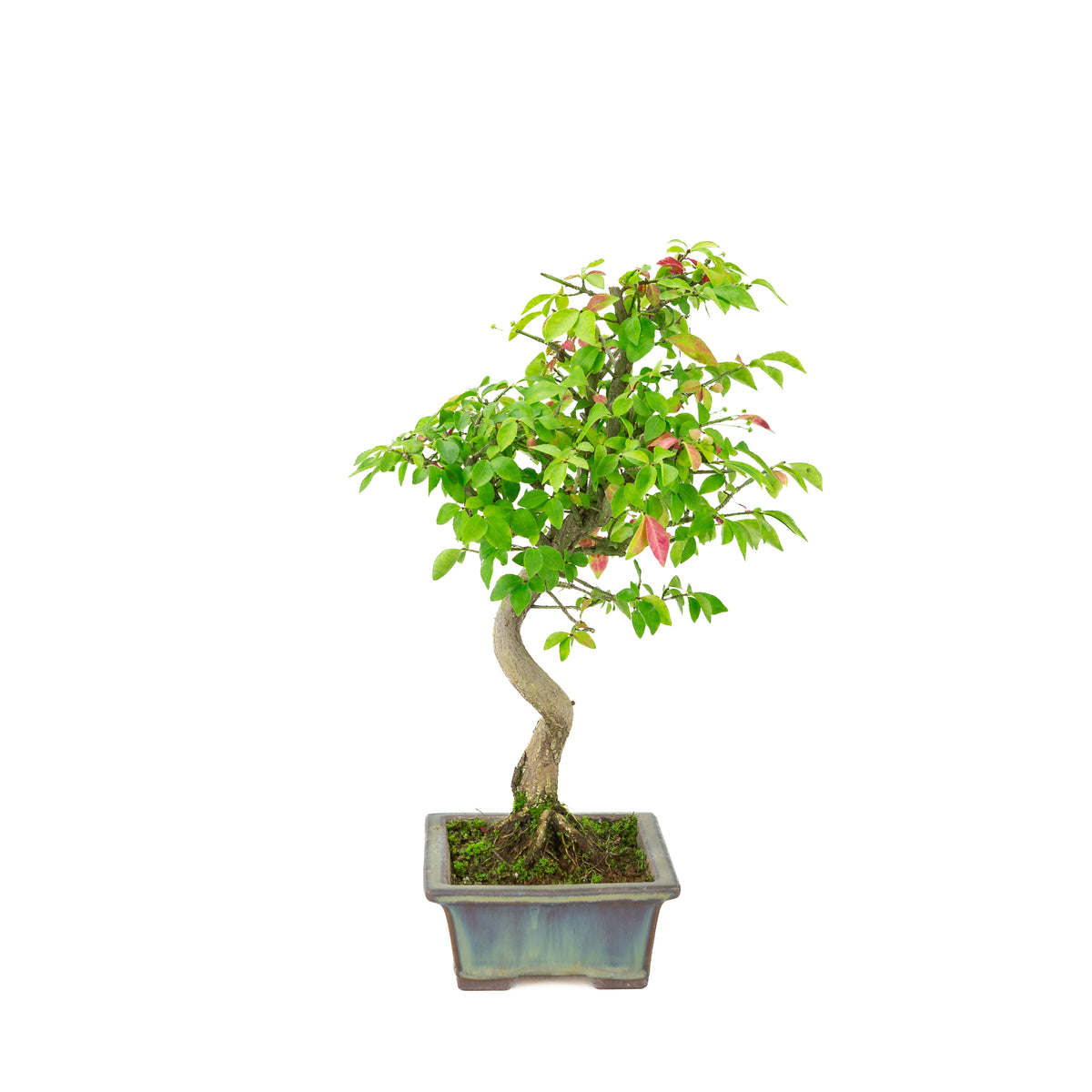 Euonymus alatus (Flügel-Spindelstrauch) blauer rechteckiger Topf, Höhe ca. 36cm