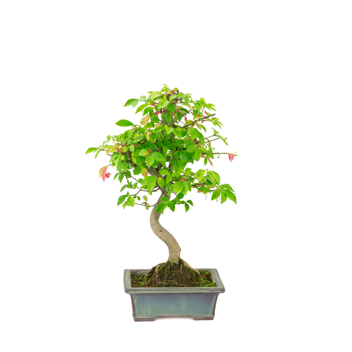 Euonymus alatus (Flügel-Spindelstrauch) blauer rechteckiger Topf, Höhe ca. 36cm