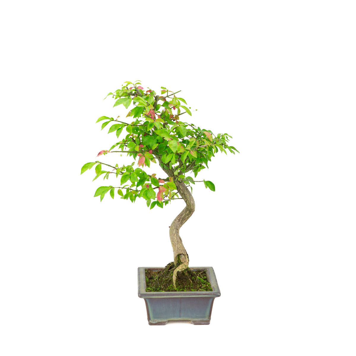 Euonymus alatus (Flügel-Spindelstrauch) blauer rechteckiger Topf, Höhe ca. 36cm