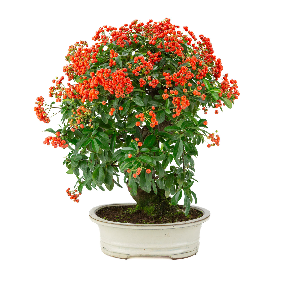 Pyracantha angustifolia (Feuerdorn) creme ovaler Topf, Höhe ~47cm