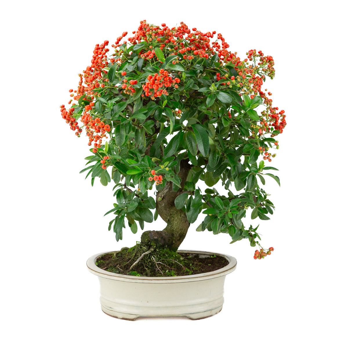 Pyracantha angustifolia (Feuerdorn) creme ovaler Topf, Höhe ~47cm