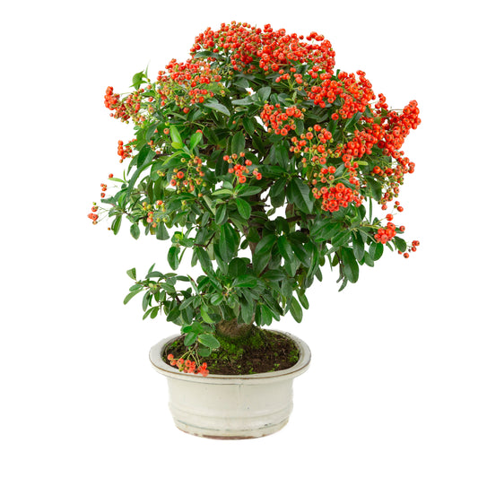 Pyracantha angustifolia (Feuerdorn) creme ovaler Topf, Höhe ~47cm
